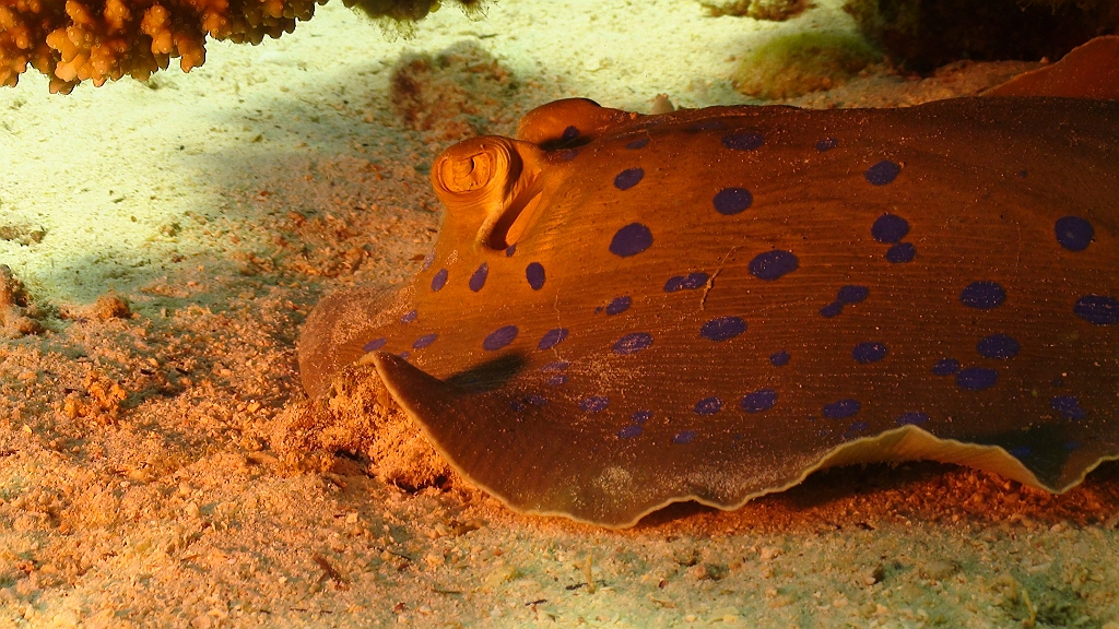 Original image